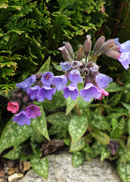 Pulmonaria officinalis