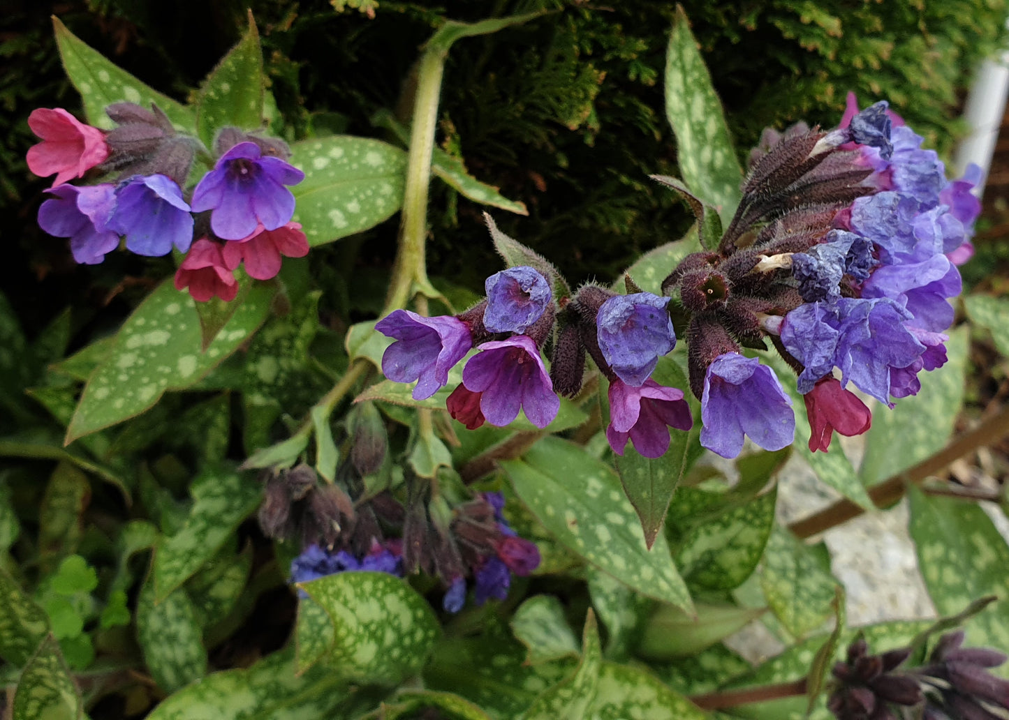 Pulmonaria officinalis