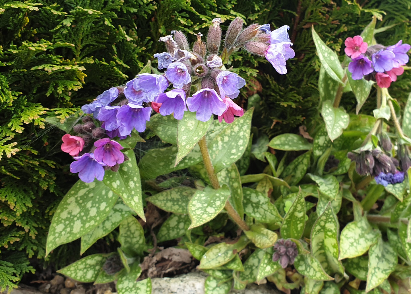 Pulmonaria officinalis
