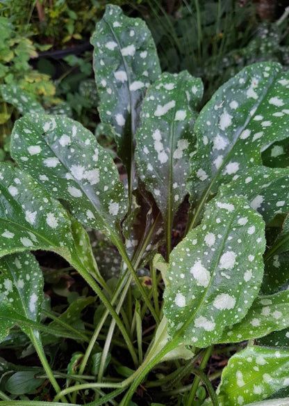Pulmonaria officinalis