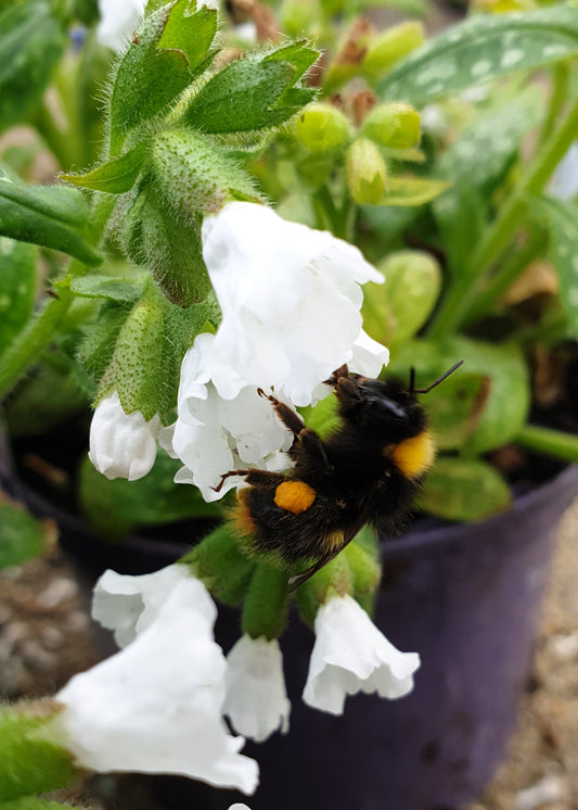 Pulmonaria 'Ice Ballet'