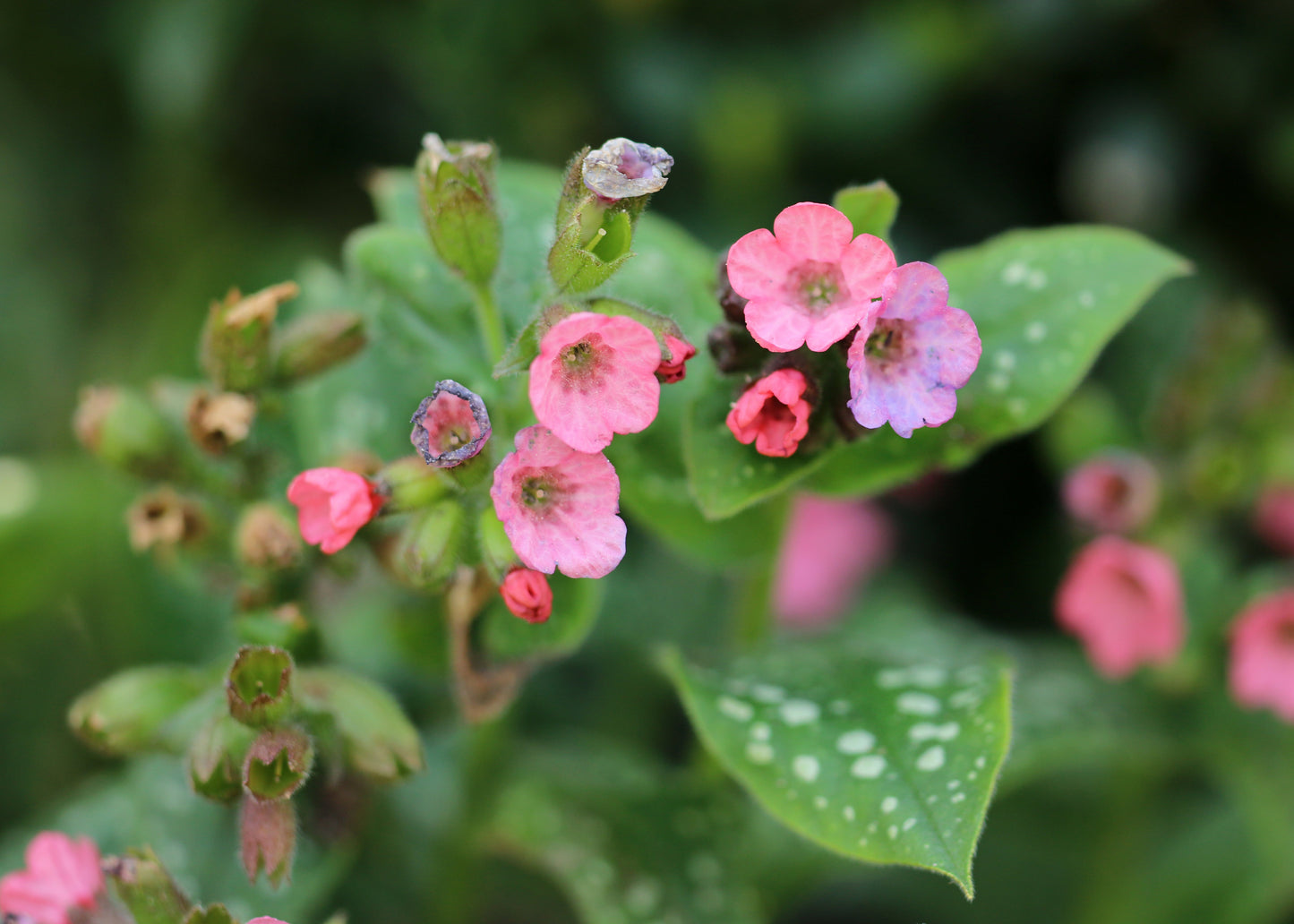 Pulmonaria 'Shrimps on the Barbie'