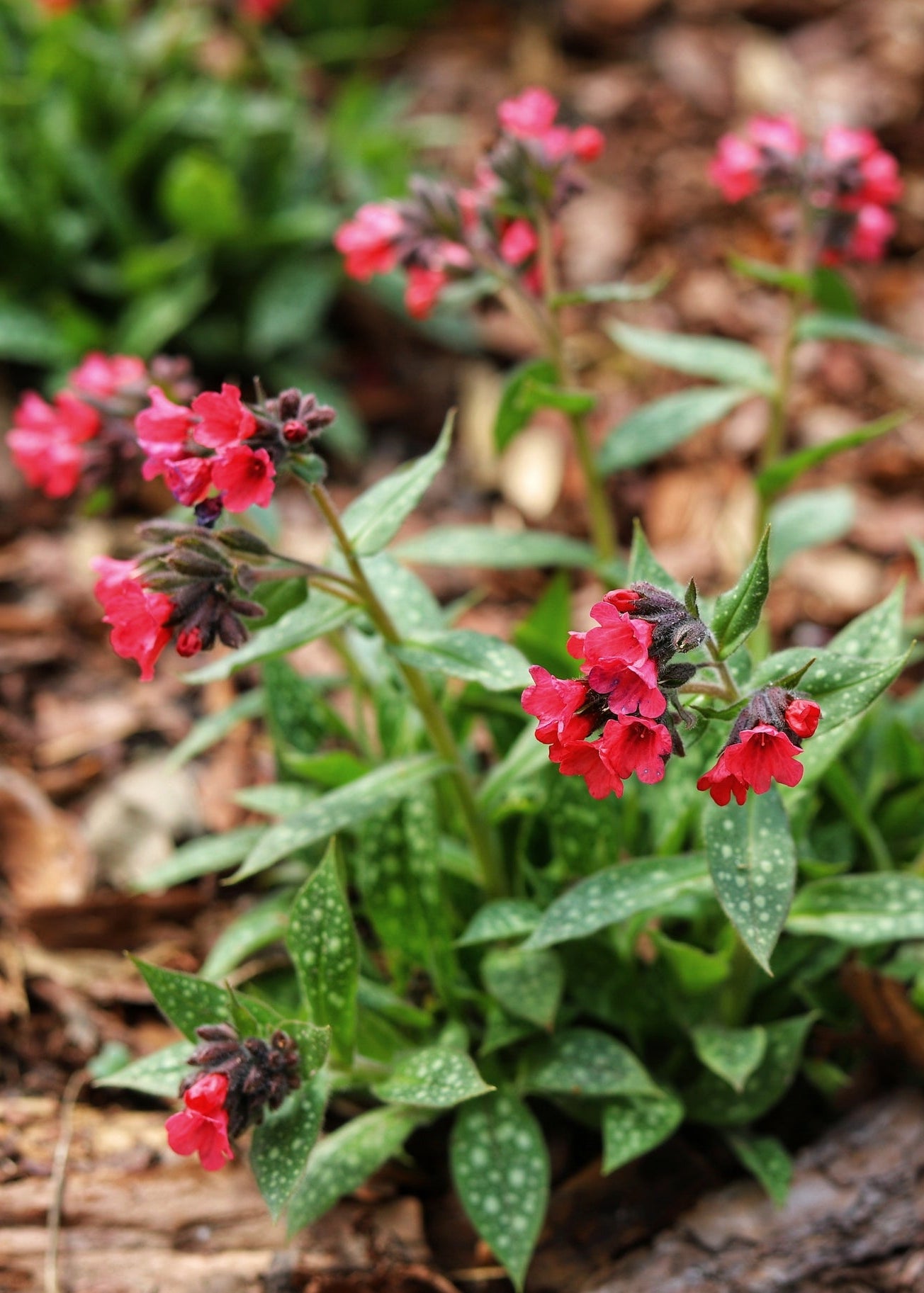 Pulmonaria 'Shrimps on the Barbie'