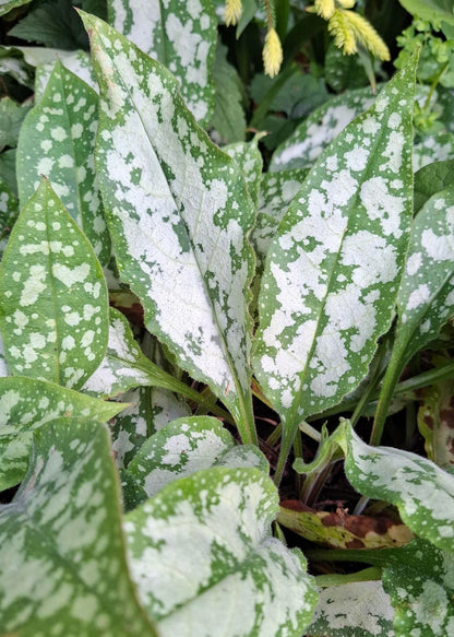 Pulmonaria officinalis (Take 2!)