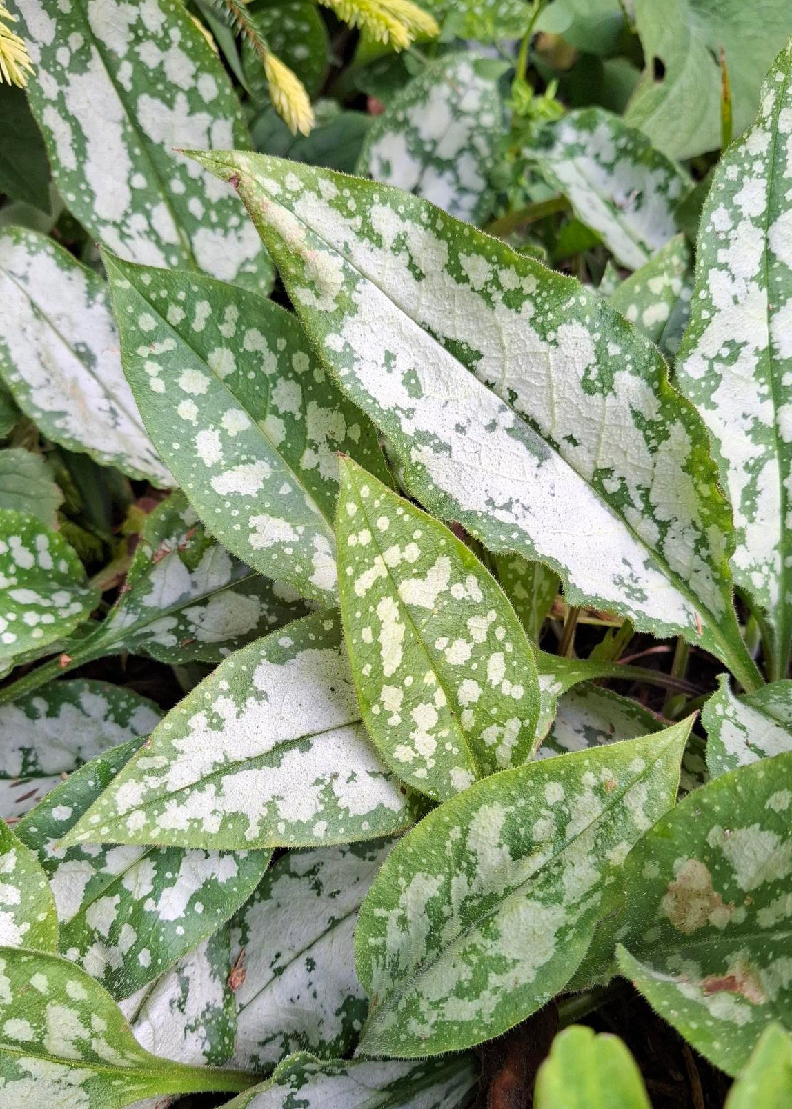 Pulmonaria officinalis (Take 2!)