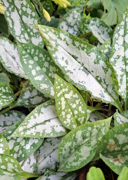 Pulmonaria officinalis (Take 2!)