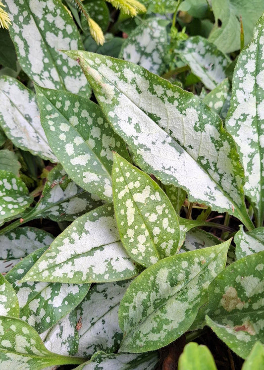 Pulmonaria officinalis (Take 2!)