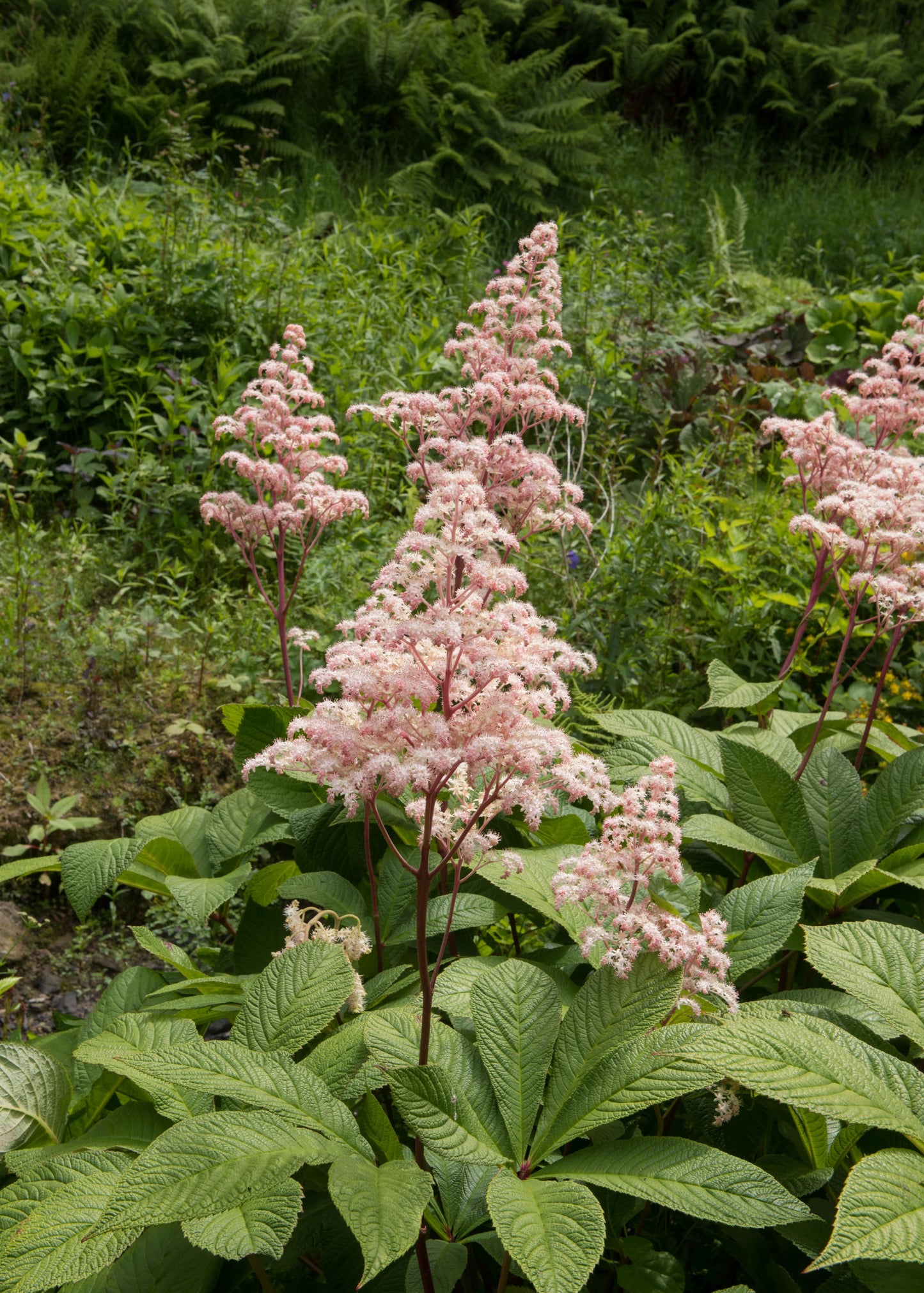 Rodgersia Henrici Hybrid