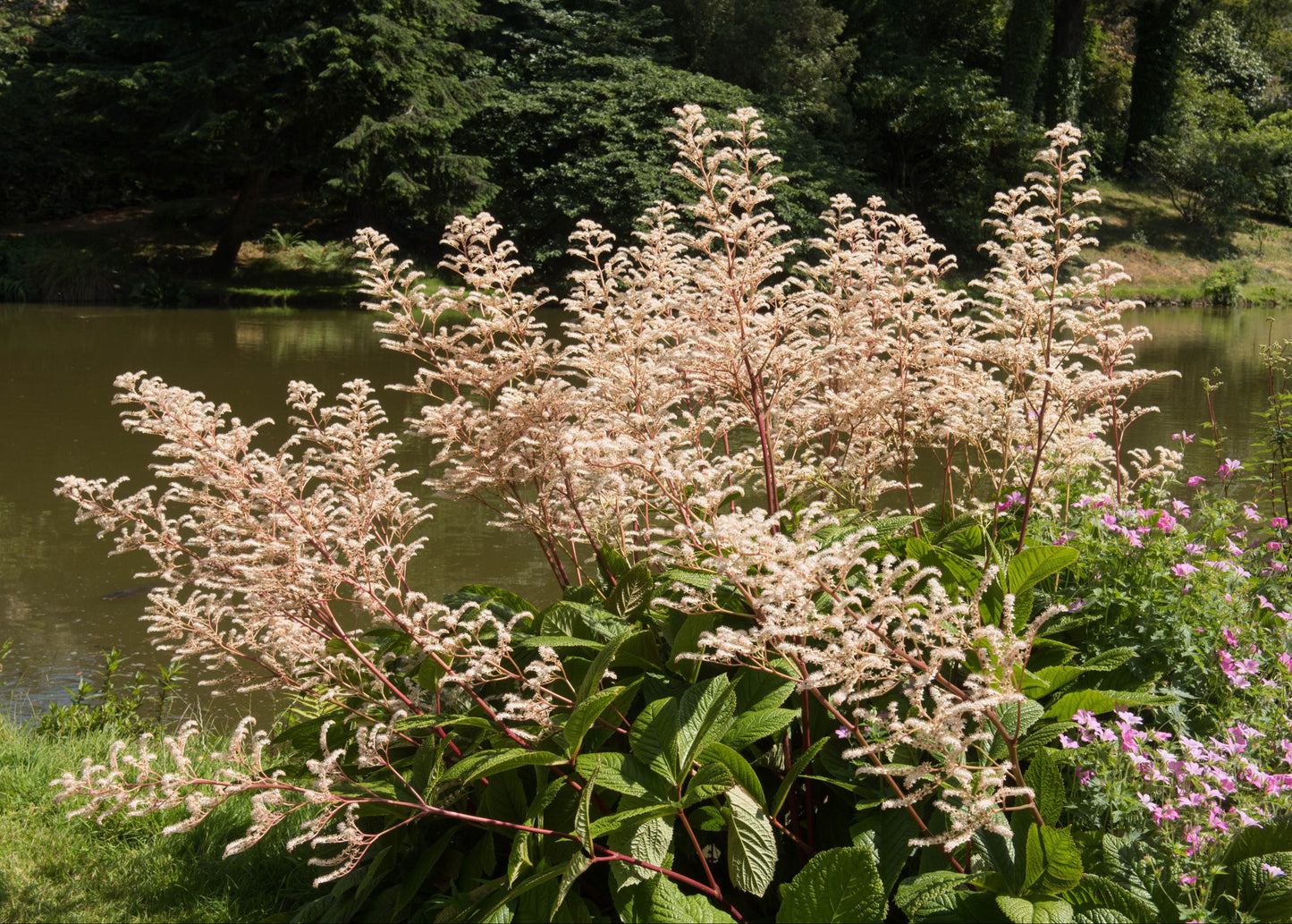 Rodgersia Henrici Hybrid