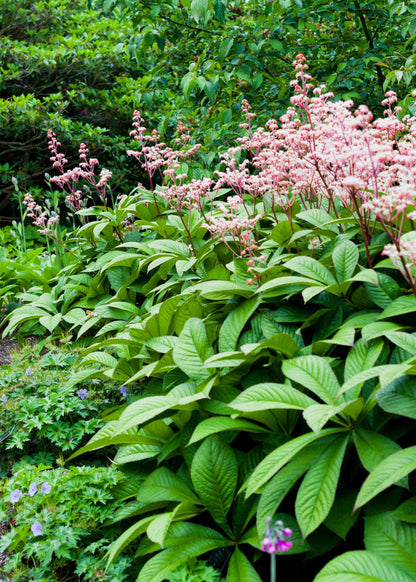 Rodgersia Henrici Hybrid