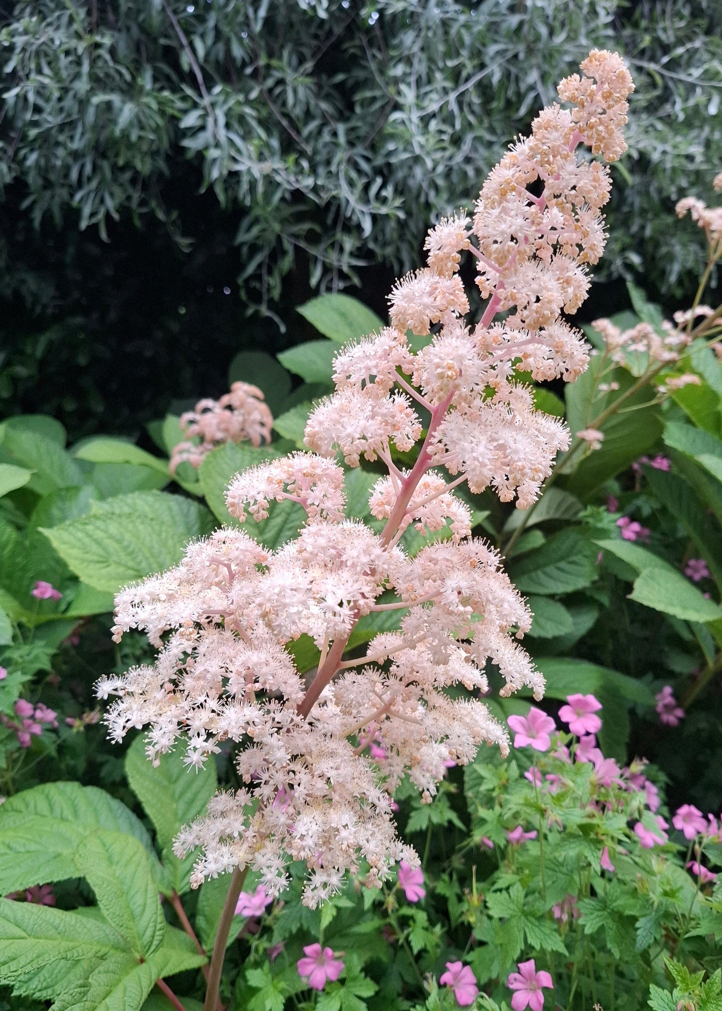 Rodgersia pinnata