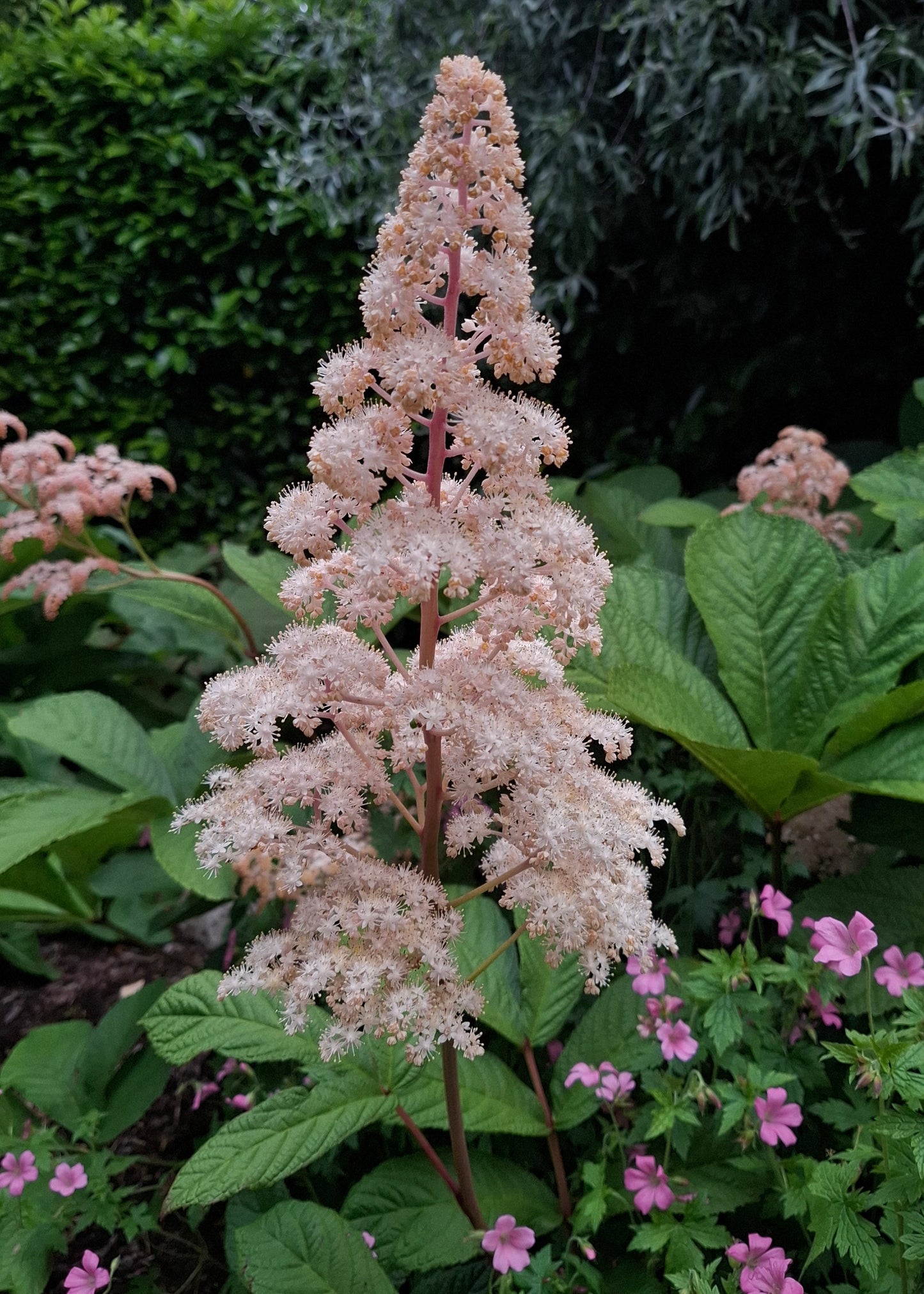 Rodgersia pinnata