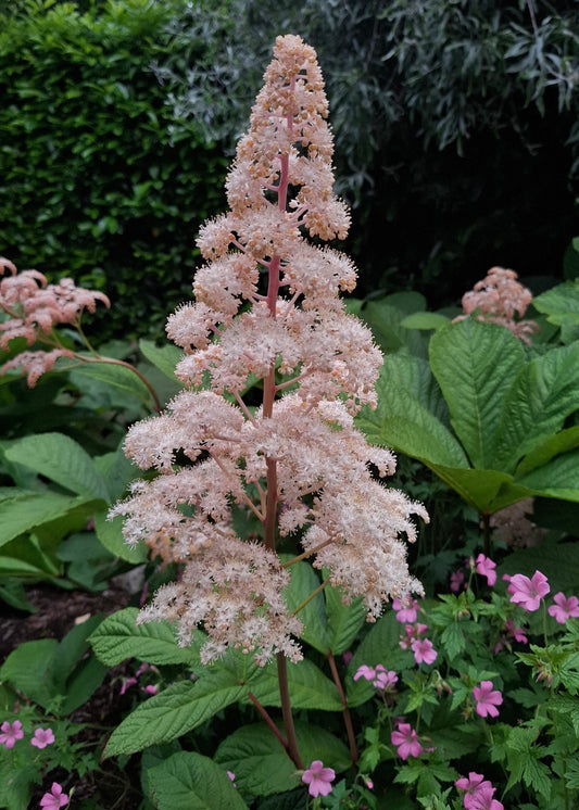 Rodgersia pinnata