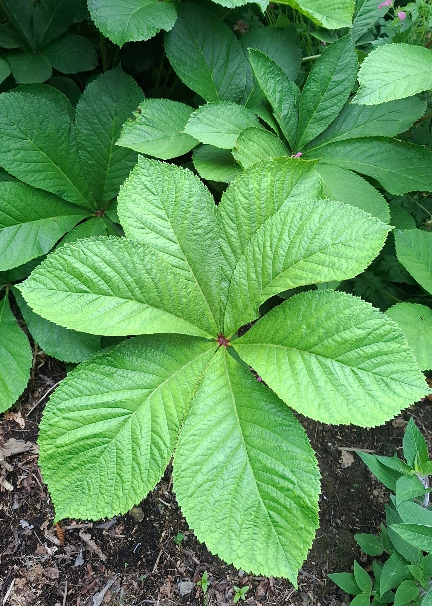 Rodgersia pinnata