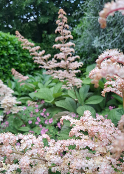 Rodgersia pinnata