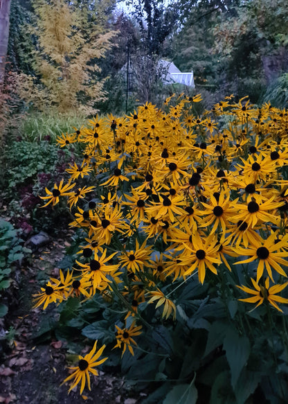 Rudbeckia fulgida 'Goldsturm'