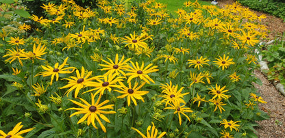 Rudbeckia fulgida 'Goldsturm'