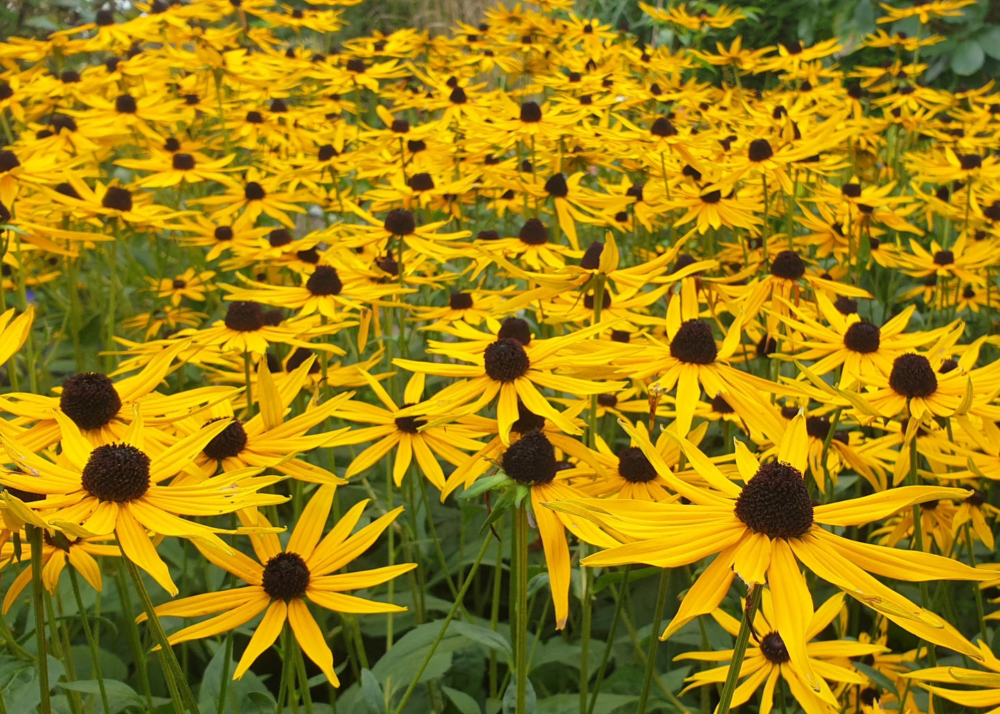 Rudbeckia fulgida 'Goldsturm'