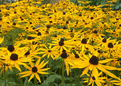 Rudbeckia fulgida 'Goldsturm'