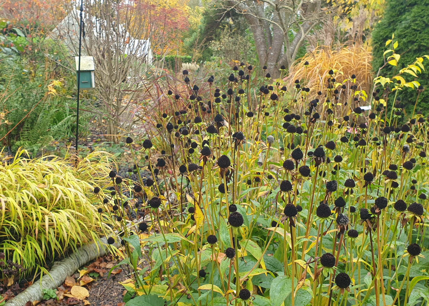 Rudbeckia fulgida 'Goldsturm'
