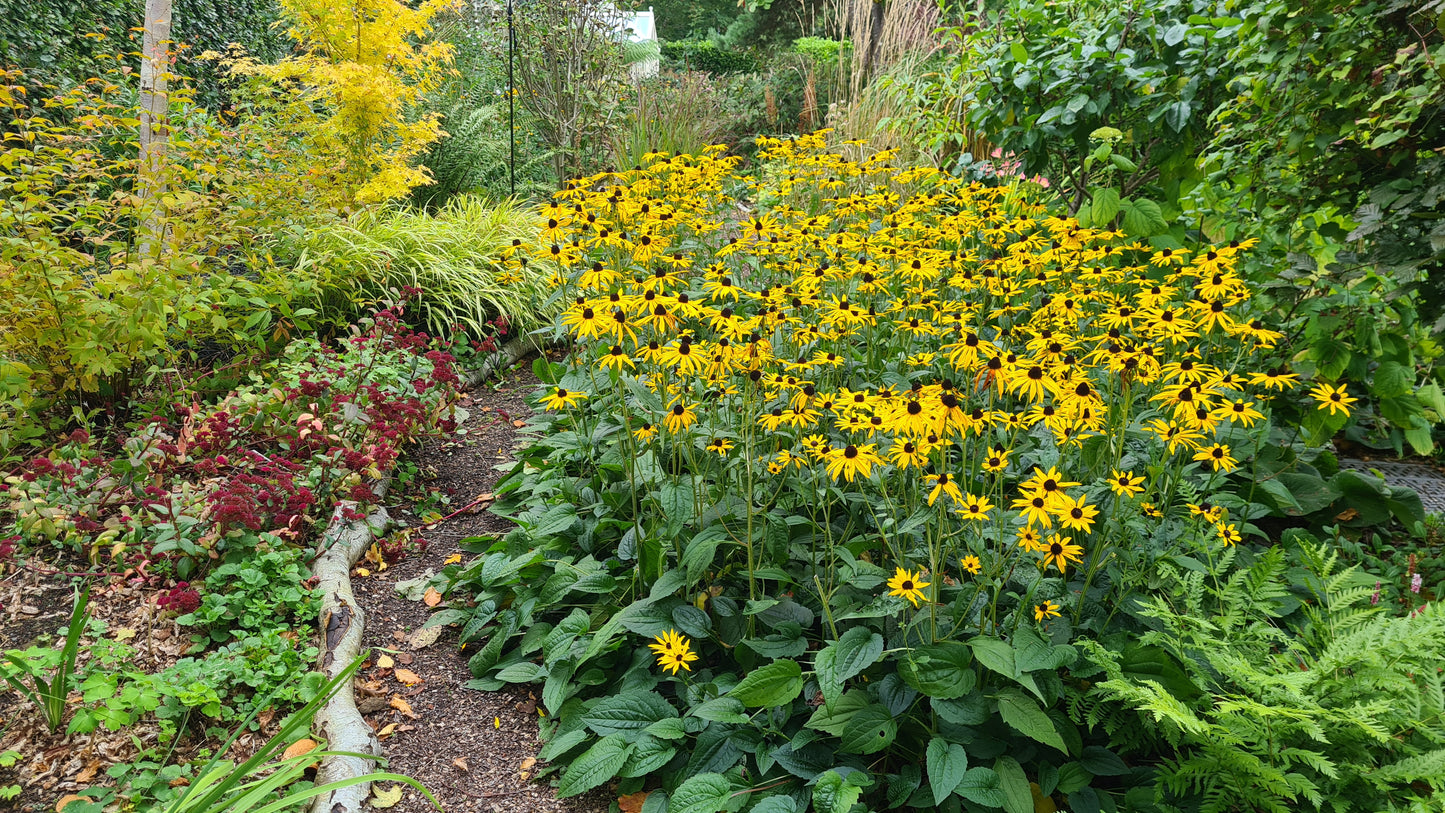 Rudbeckia fulgida 'Goldsturm'