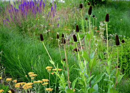 Rudbeckia occidentalis 'Green Wizard'