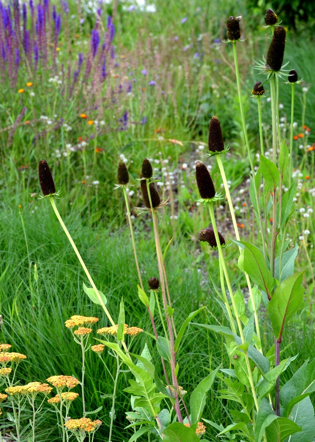 Rudbeckia occidentalis 'Green Wizard'