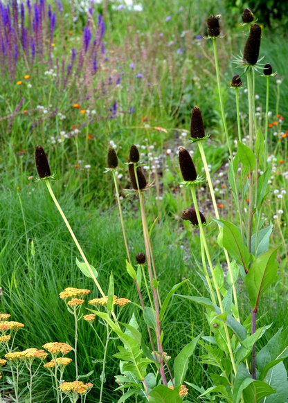 Rudbeckia occidentalis 'Green Wizard'