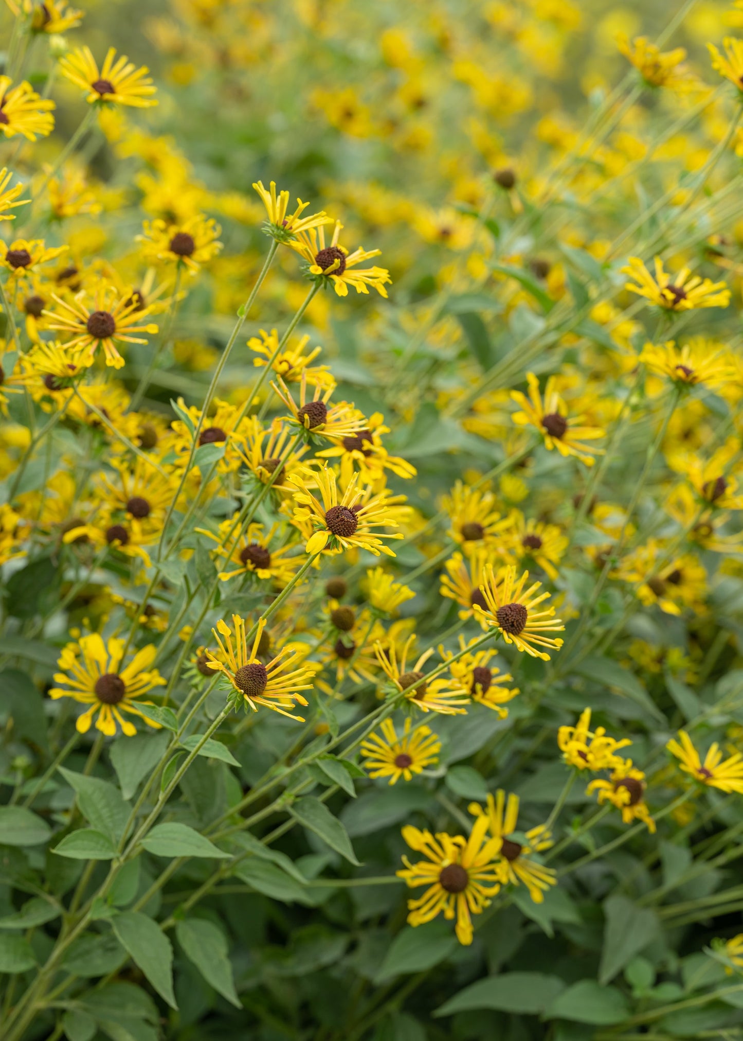 Rudbeckia subtomentosa 'Henry Eilers'