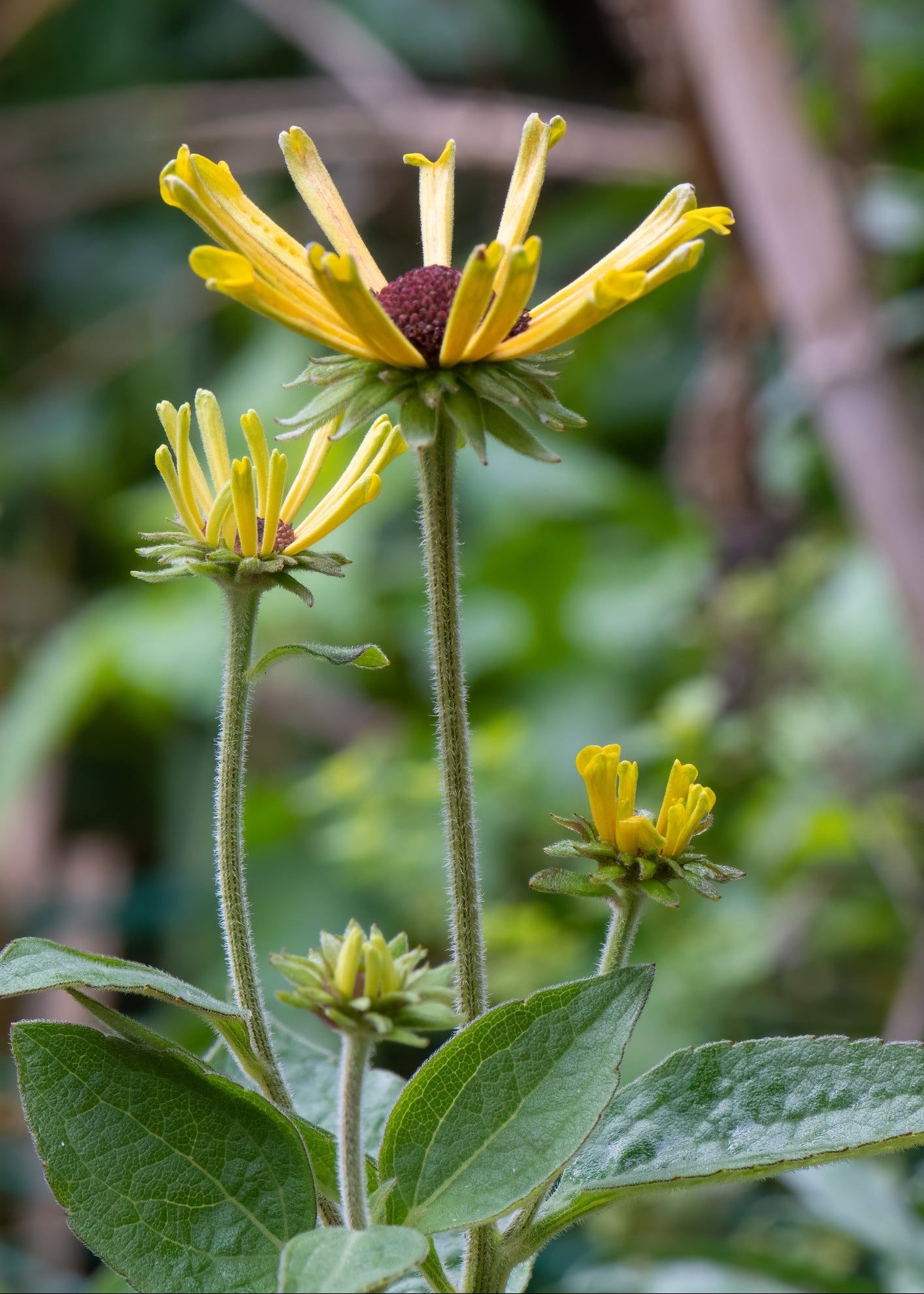 Rudbeckia subtomentosa 'Henry Eilers'