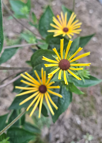 Rudbeckia subtomentosa 'Henry Eilers'