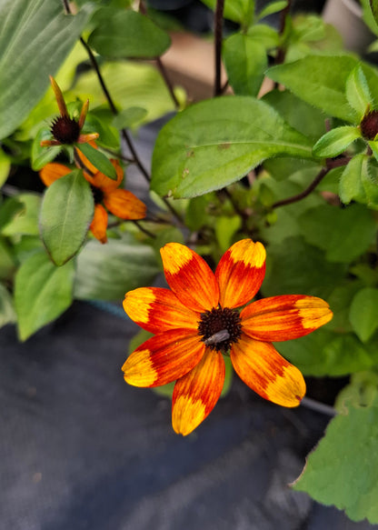 Rudbeckia triloba 'Prairie Glow'