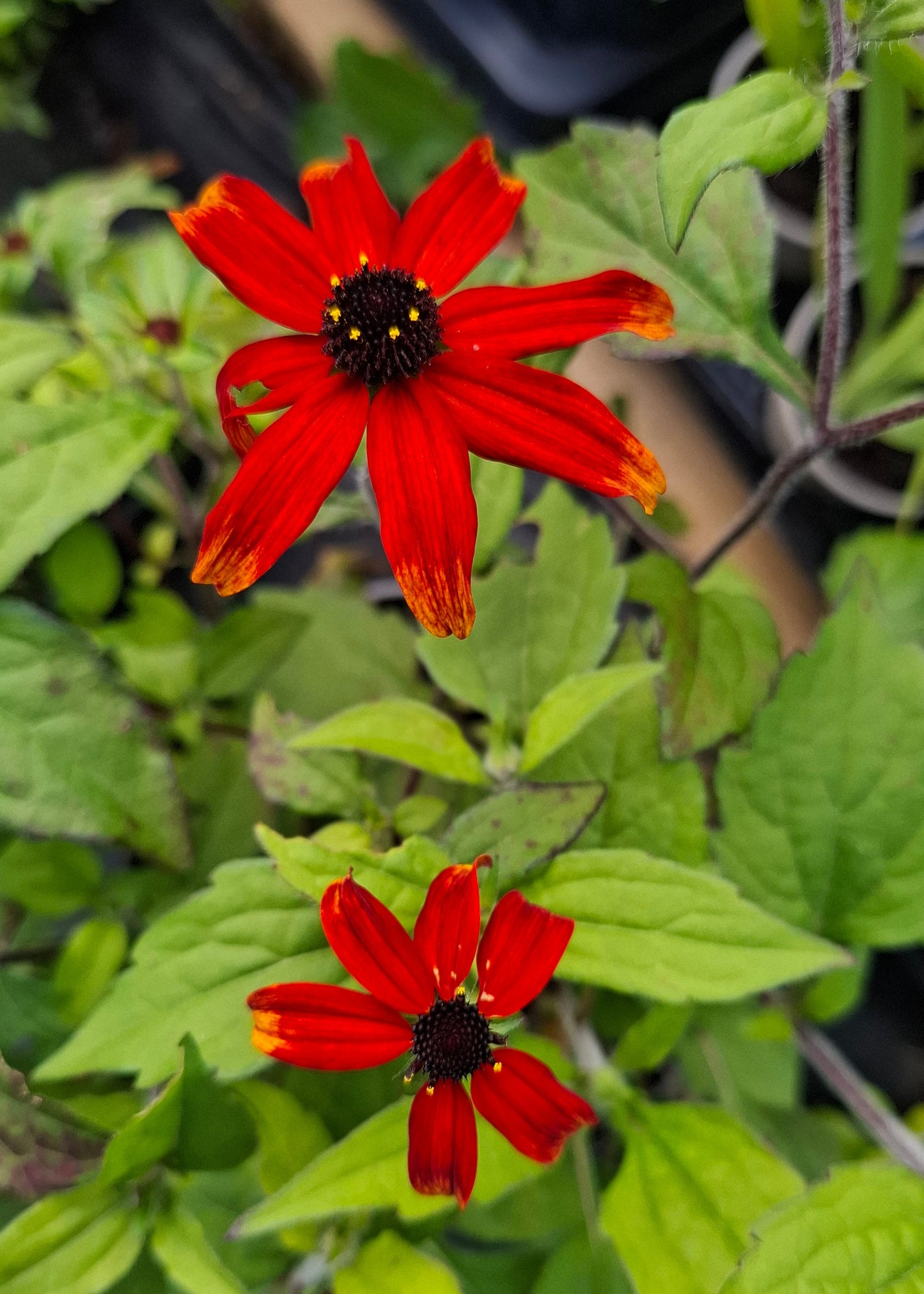 Rudbeckia triloba 'Prairie Glow'