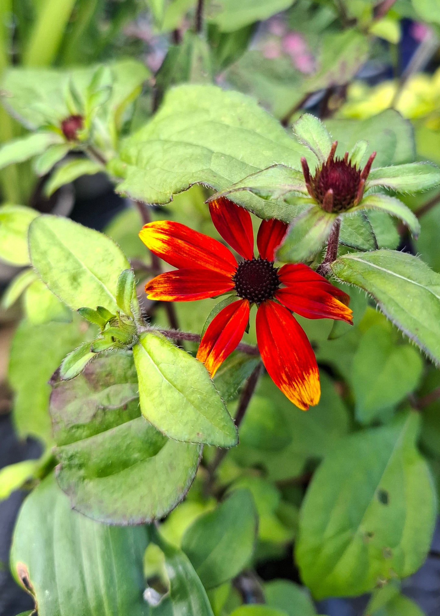 Rudbeckia triloba 'Prairie Glow'