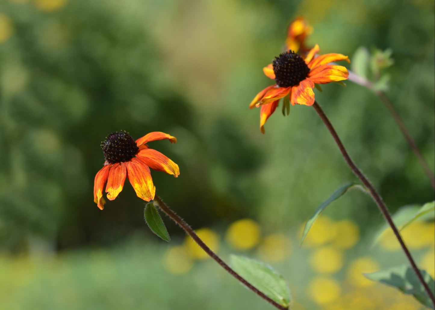 Rudbeckia triloba 'Prairie Glow'