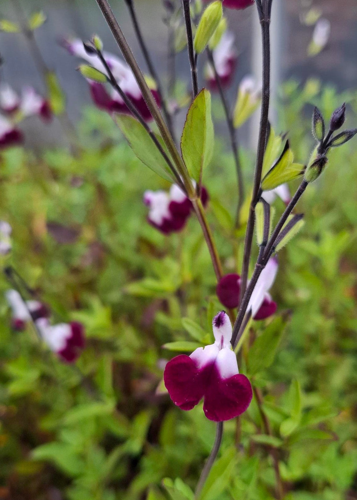 Salvia microphylla 'Amethyst Lips'