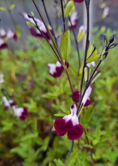 Salvia microphylla 'Amethyst Lips'