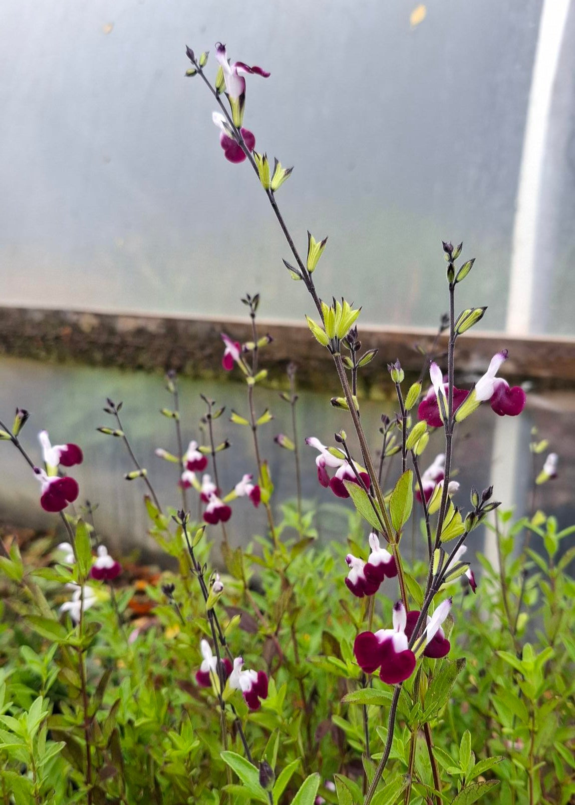 Salvia microphylla 'Amethyst Lips'