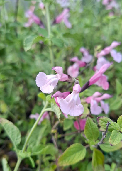 Salvia microphylla 'Angel Wings'