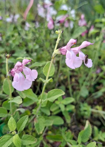 Salvia microphylla 'Angel Wings'