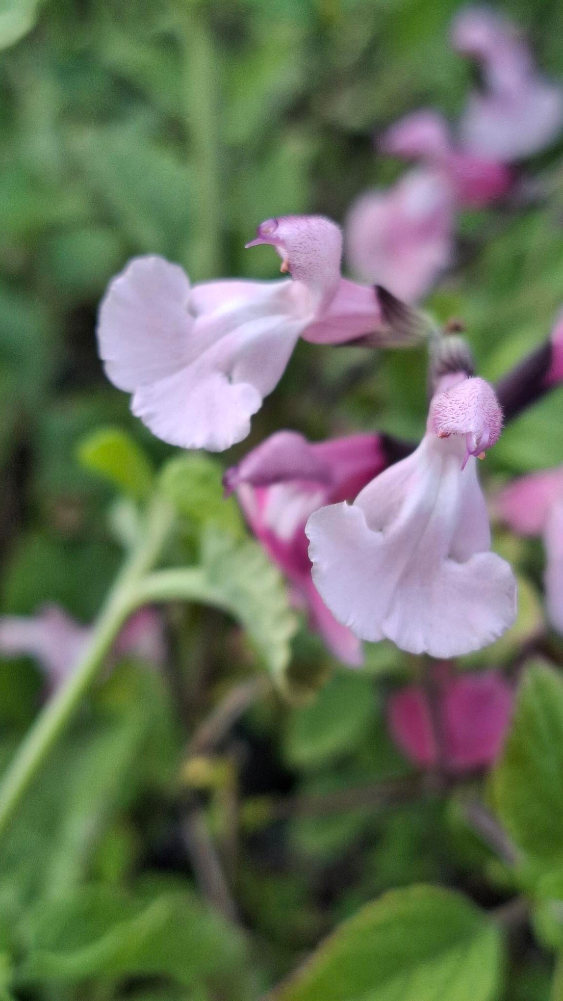 Salvia microphylla 'Angel Wings'