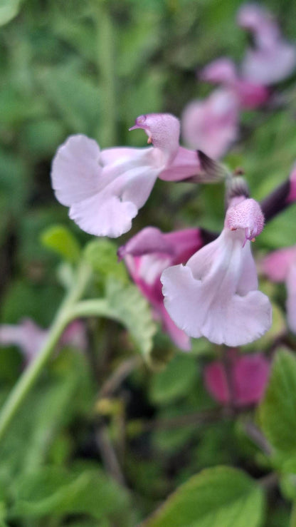 Salvia microphylla 'Angel Wings'