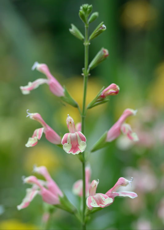 Salvia x jamensis 'Belle De Loire'