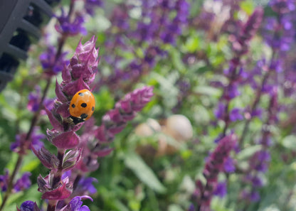 Salvia nemerosa 'Caradonna'