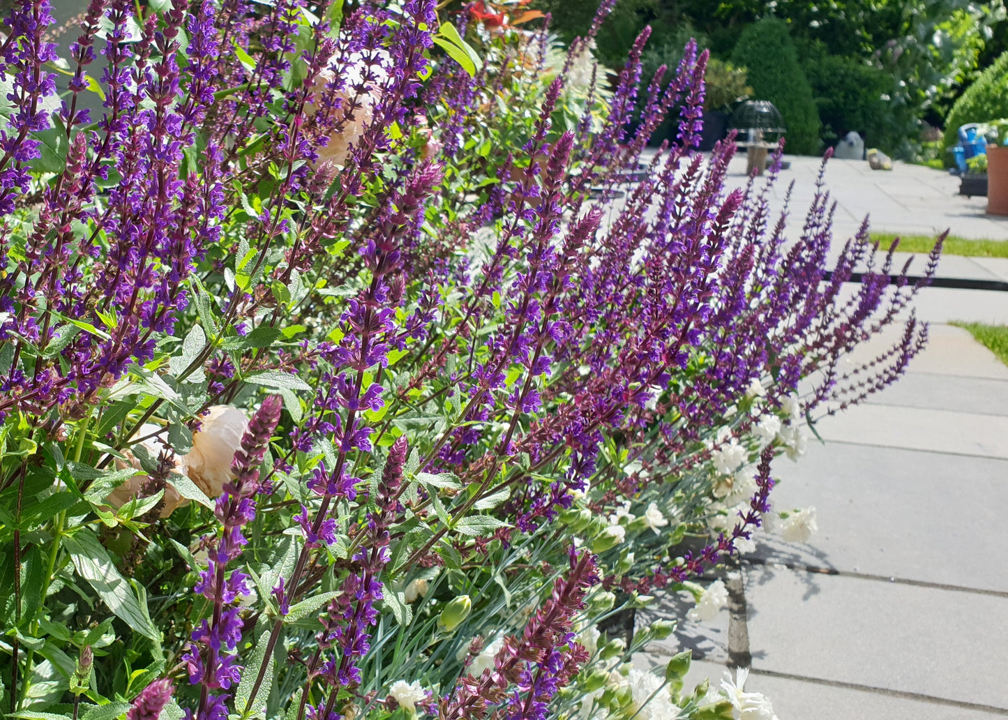 Salvia nemerosa 'Caradonna'