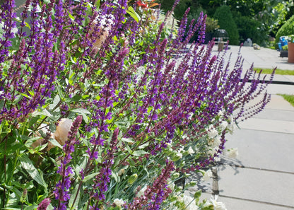 Salvia nemerosa 'Caradonna'