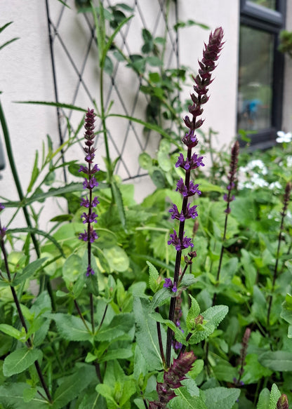 Salvia nemerosa 'Caradonna'