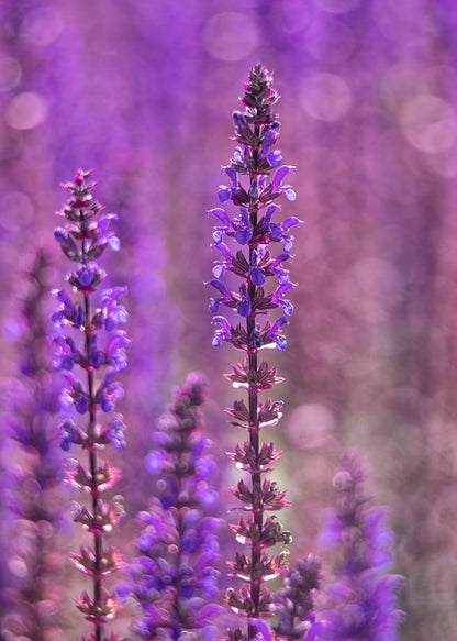 Salvia nemerosa 'Caradonna'