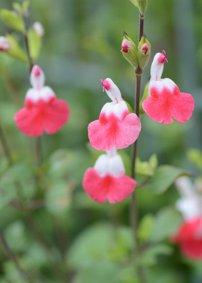 Salvia microphylla 'Hot Lips'