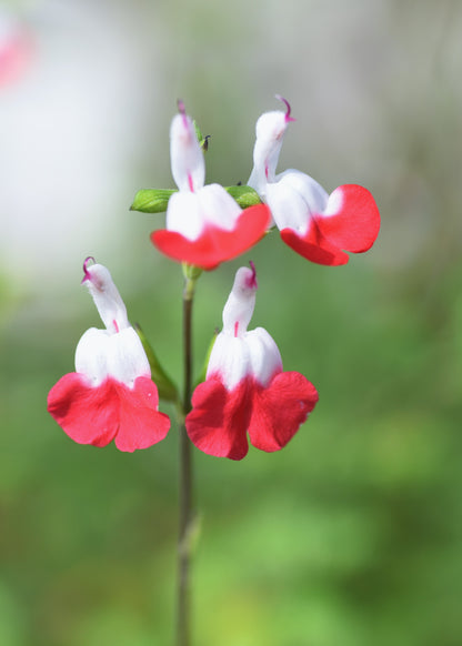 Salvia microphylla 'Hot Lips'